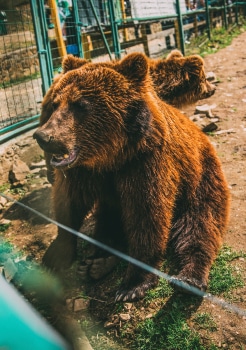 Bear Sanctuary in Zărnești 